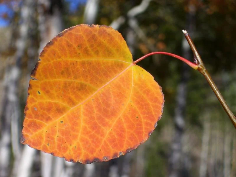 Golden Aspen Leaf.JPG