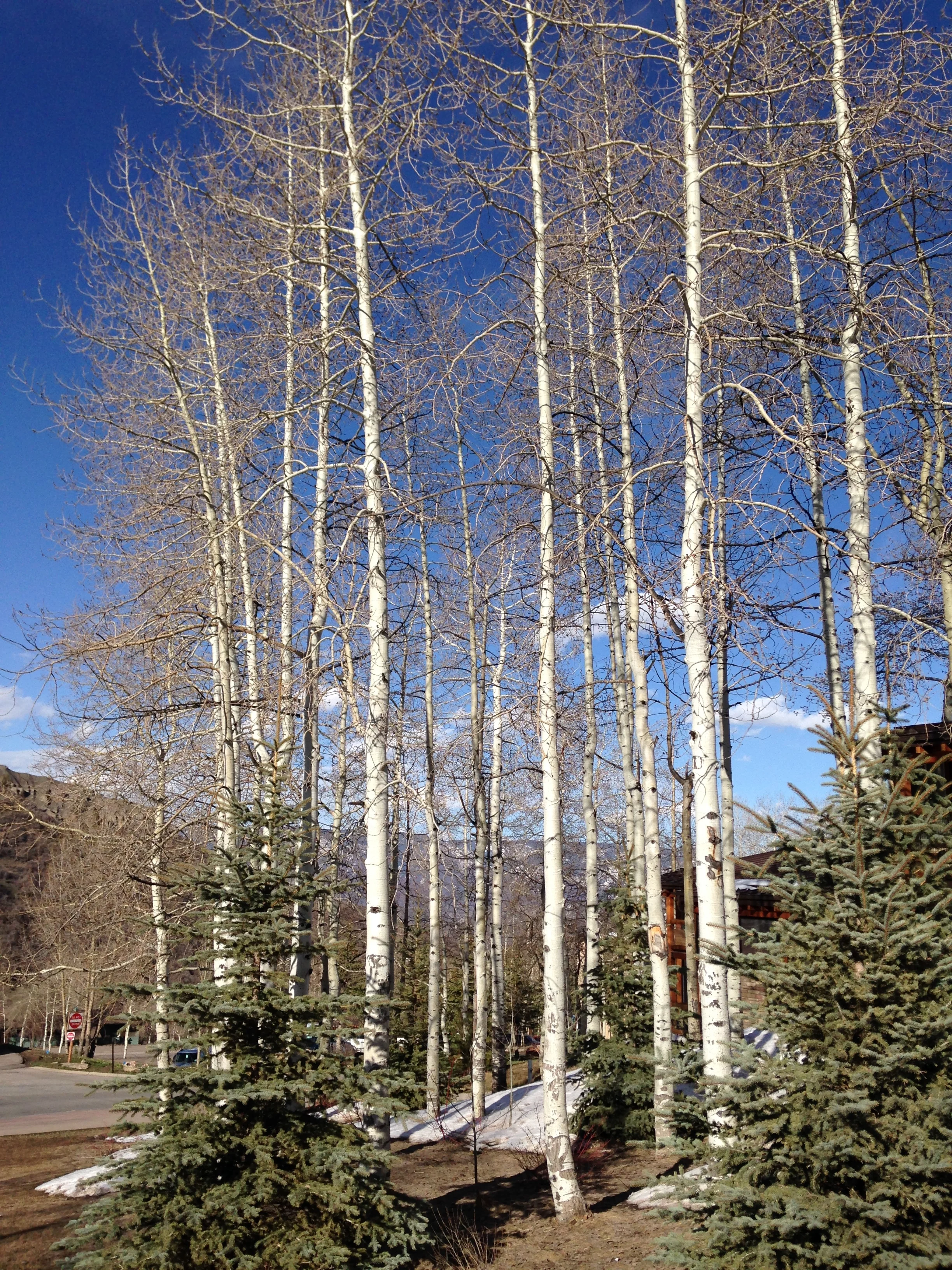 Aspen.JPG