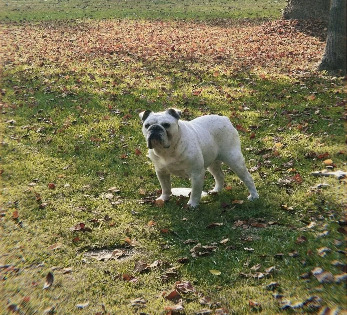 IMG_2315.jpeg