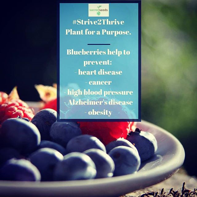 Blueberries are often referred to as a superfood and for good reason! Full of antioxidants, flavanoids, polyphenolic compounds, and soluble and insoluble fiber, they reduce inflammation, protect our cells, reduce the risk of cognitive decline, lower 