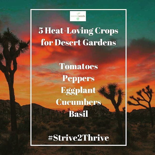 Just because you live in a harsh environment, doesn't mean you can't enjoy the health benefits of an abundant garden harvest. The trick is to practice desert-specific gardening techniques. Begin by choosing crops that thrive in heat. #desertgardening