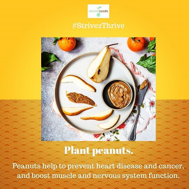 For best practices on growing peanuts in your climate, read Good House Keeping's guide: https://www.goodhousekeeping.com/home/gardening/a20706839/growing-peanuts/. #healthyliving #health #Strive2Thrive #gardening #gardeningtips