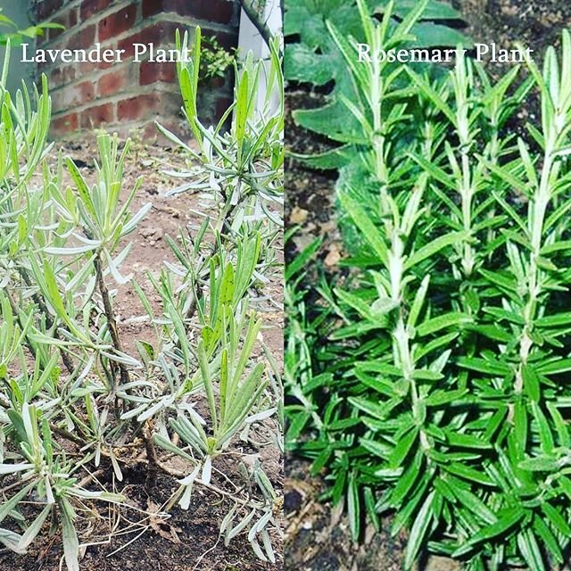 Rosemary and Lavender are similar looking plants. Which one is your favorite and why?! Both herbs are used for various reasons. .
.
#betterfutures #bettertogether #spreadingroots #strive2thrive #thesacredseeds #sustainability #EducateNourishEmpower .