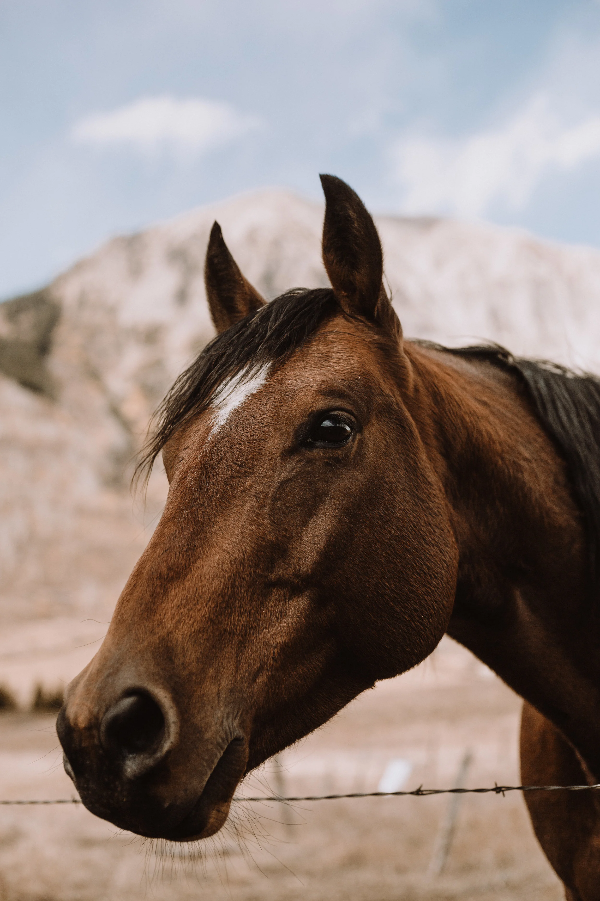 Yet another four-legged friend, albeit much less furry