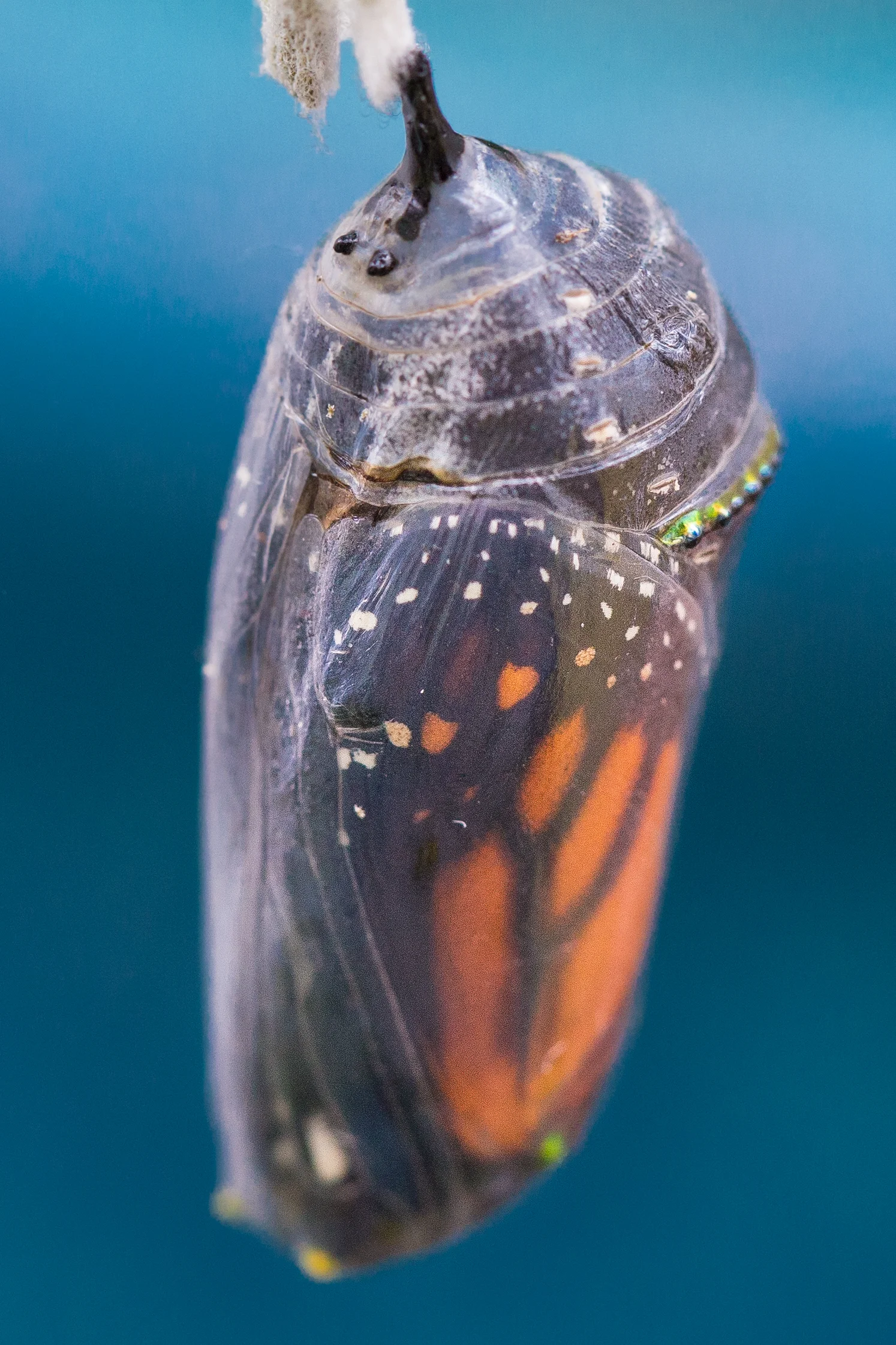 full chrysalis monarch black and clear2.jpg