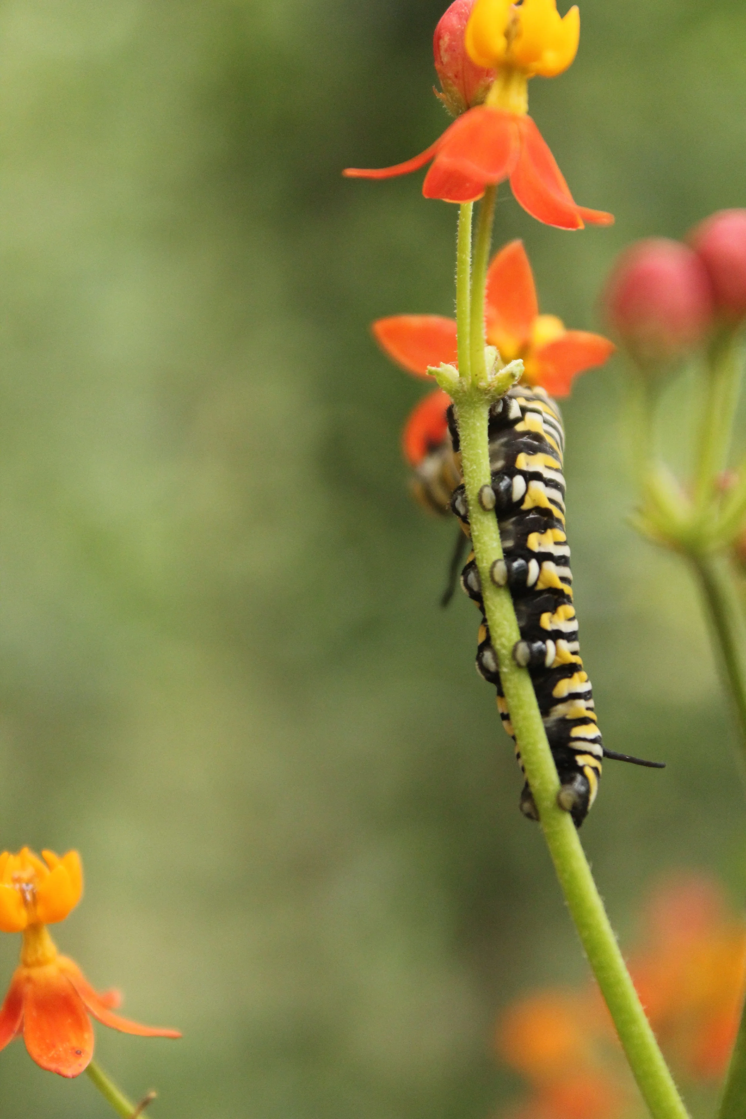 s11_Final_Hostrup_M_008 copy.JPG