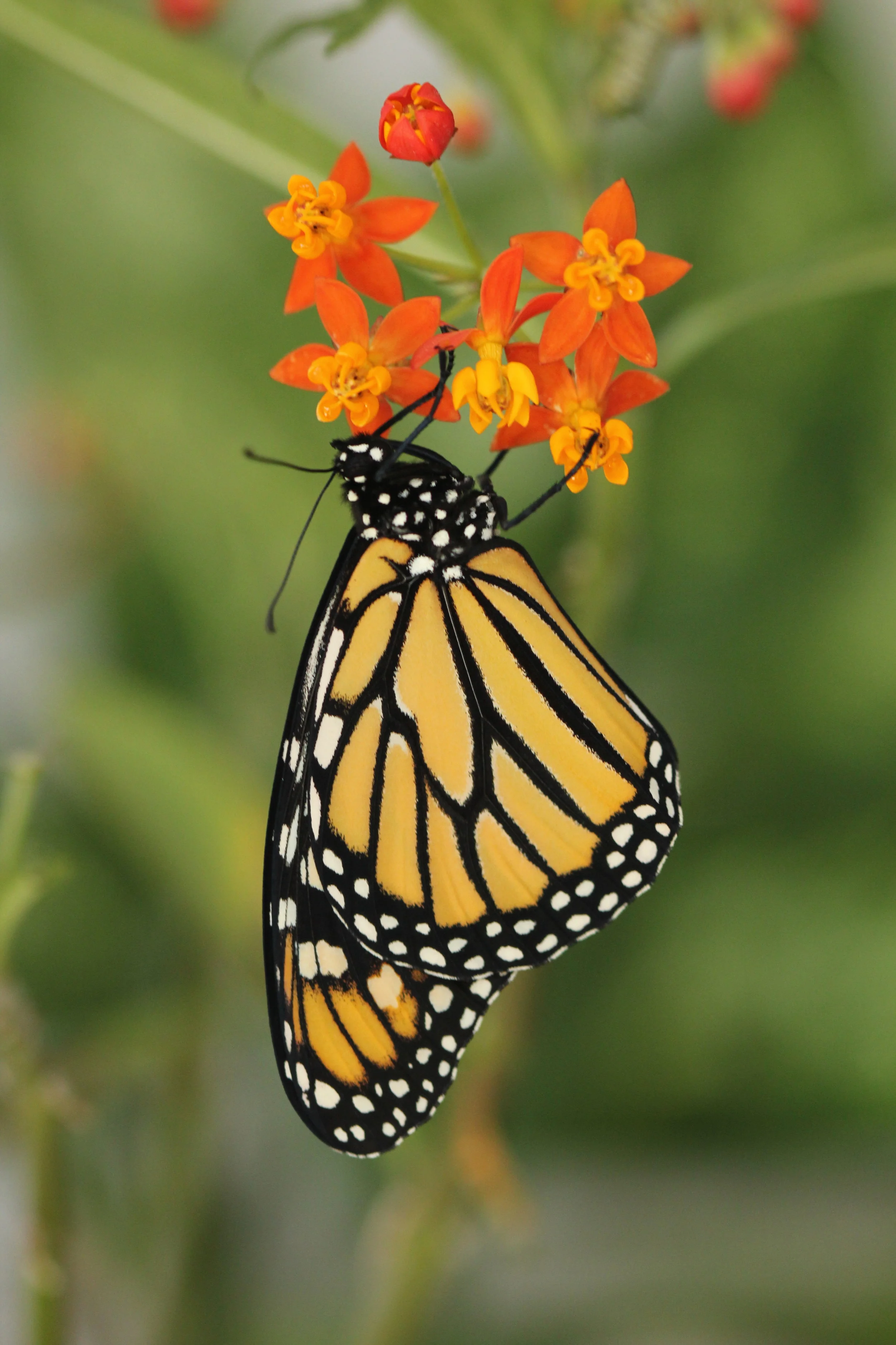 s11_Final_Hostrup_M_018 copy.JPG