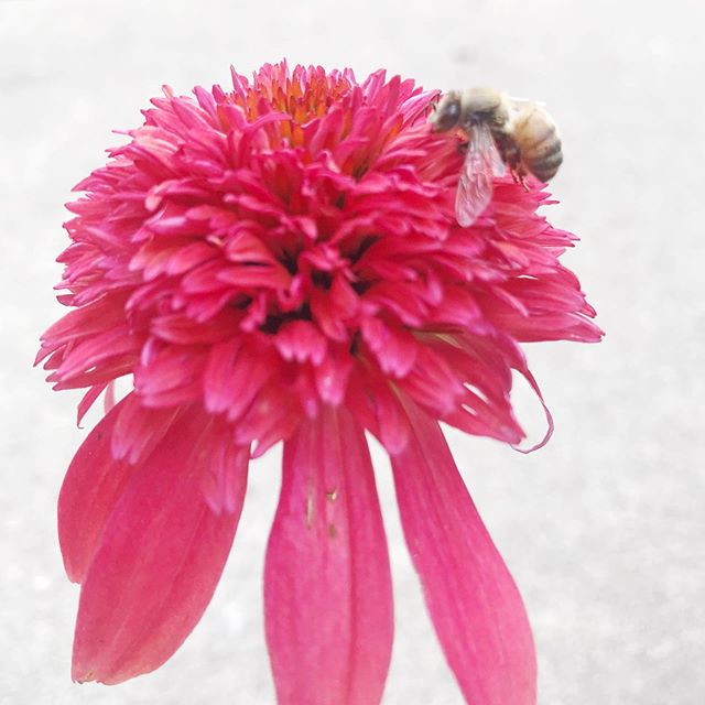 Found a dead bee and my kids gave it a funeral with a gravestone. The bunnies also decide to bite off all my cone flowers so we picked him up with one. Life is short. Be kind to all and protect this earth. .
.
.
.
#lifeisshort #savethebees #nobeesnof