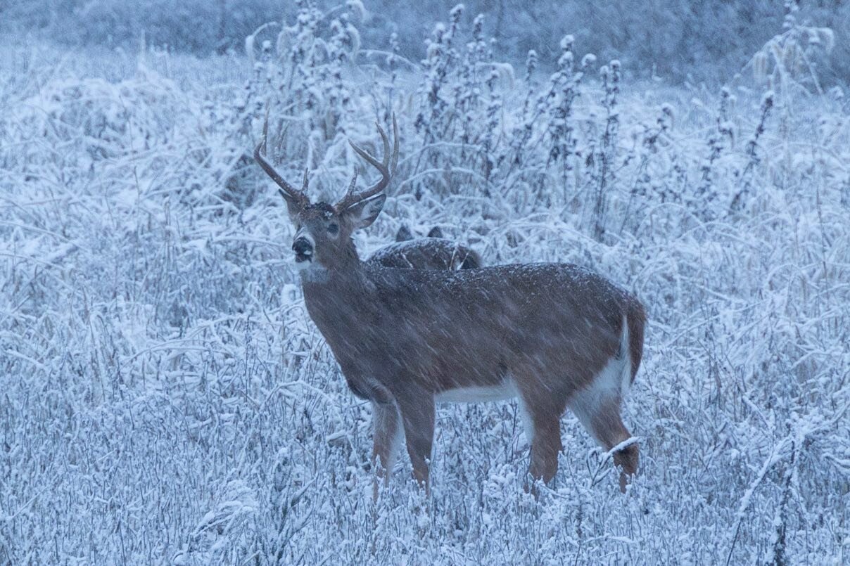 Blizzard bucks in Iowa ❄️ 

#bowonly