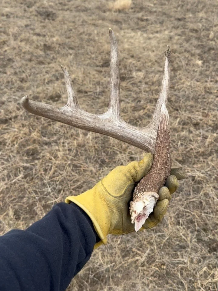 Bucks are dropping antlers like crazy here in the midwest! Temps are rising and spring is near, all seasons are a blessing, and this time of year is great for off season scouting, pre-season preparation, shed hunting, turkey searching, and learning s