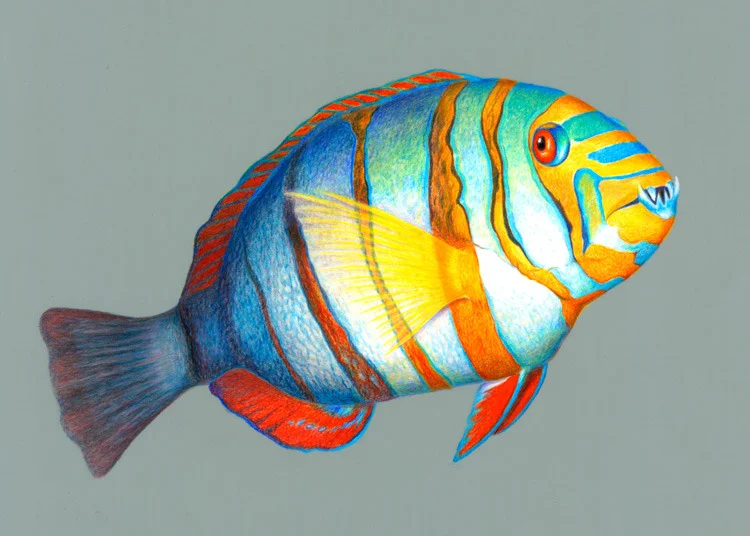 Harlequin Tuskfish