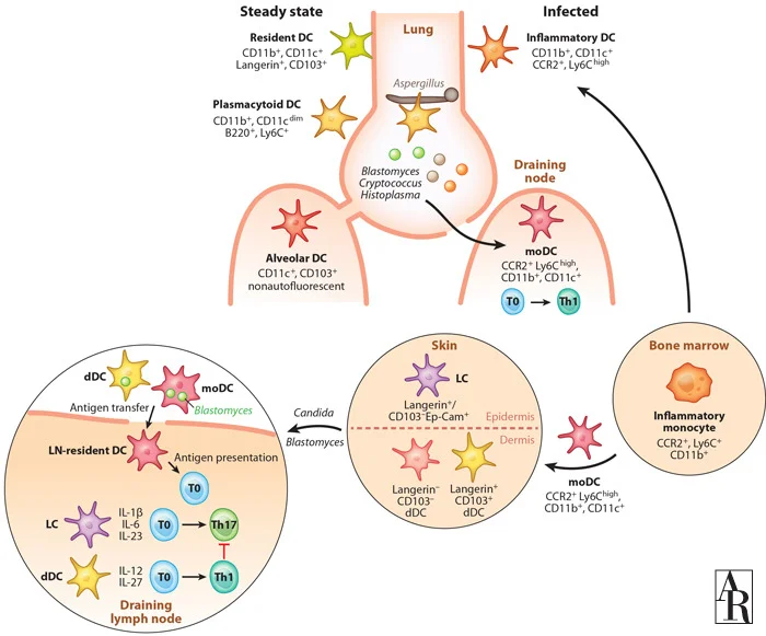 Priming of Adaptive Immunity