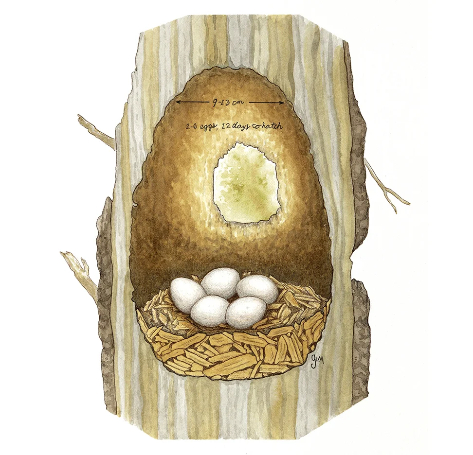 Red-bellied Woodpecker Nest