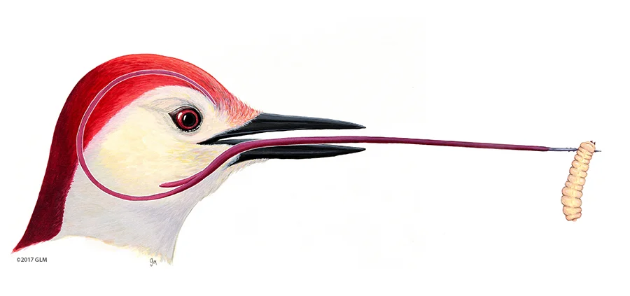 Red-bellied Woodpecker Tongue Anatomy