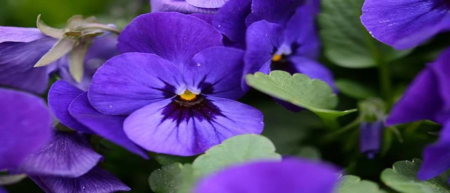 Hurray for Outdoor Play!