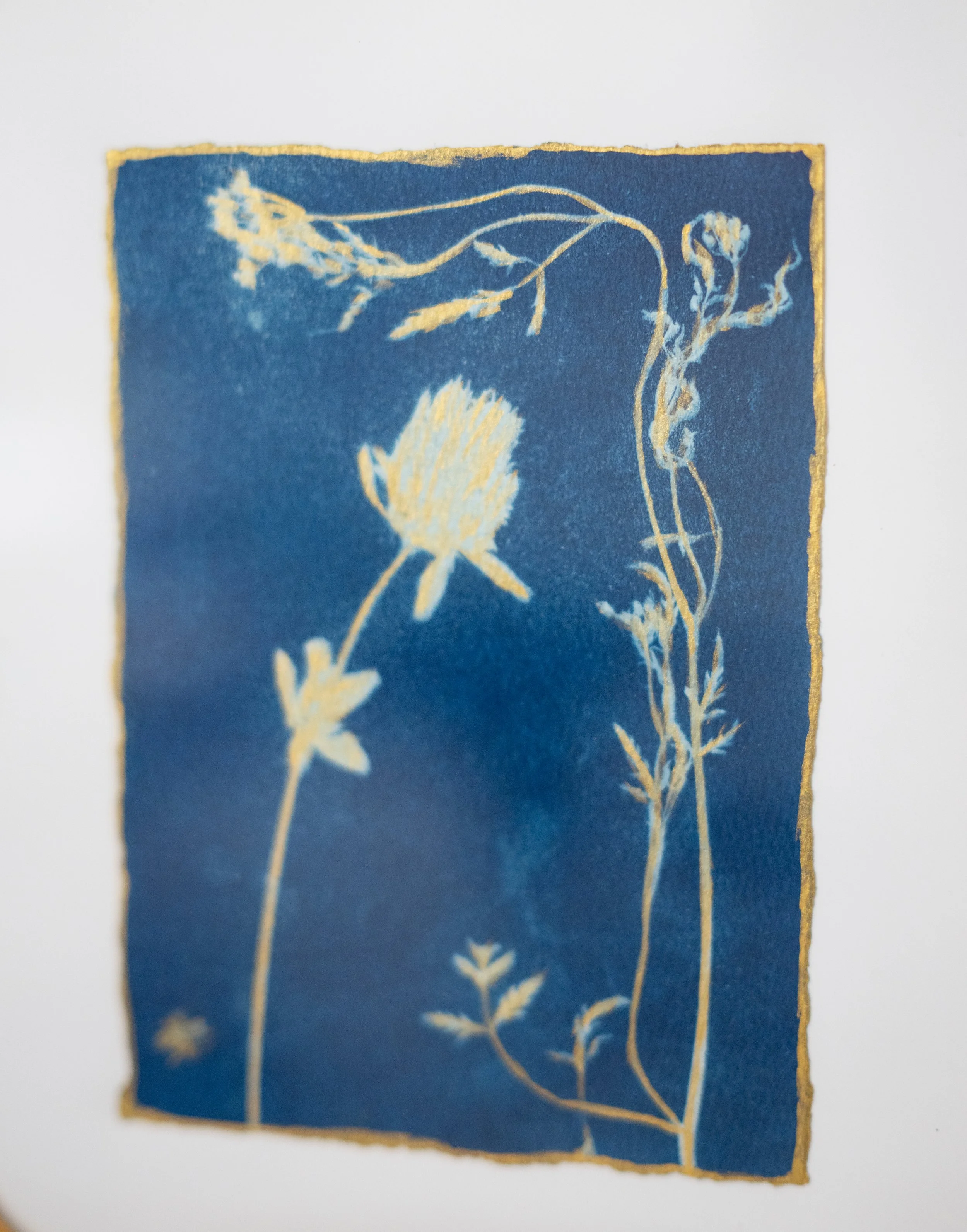 cyanotypes-18.jpg