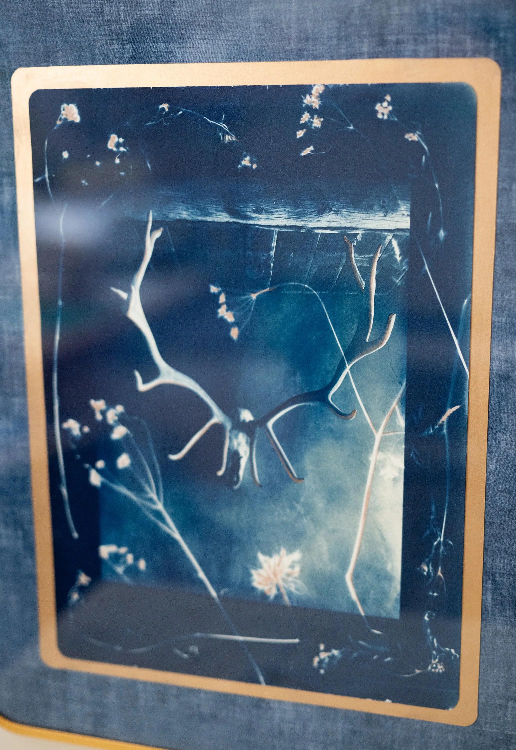 cyanotypes-9.jpg
