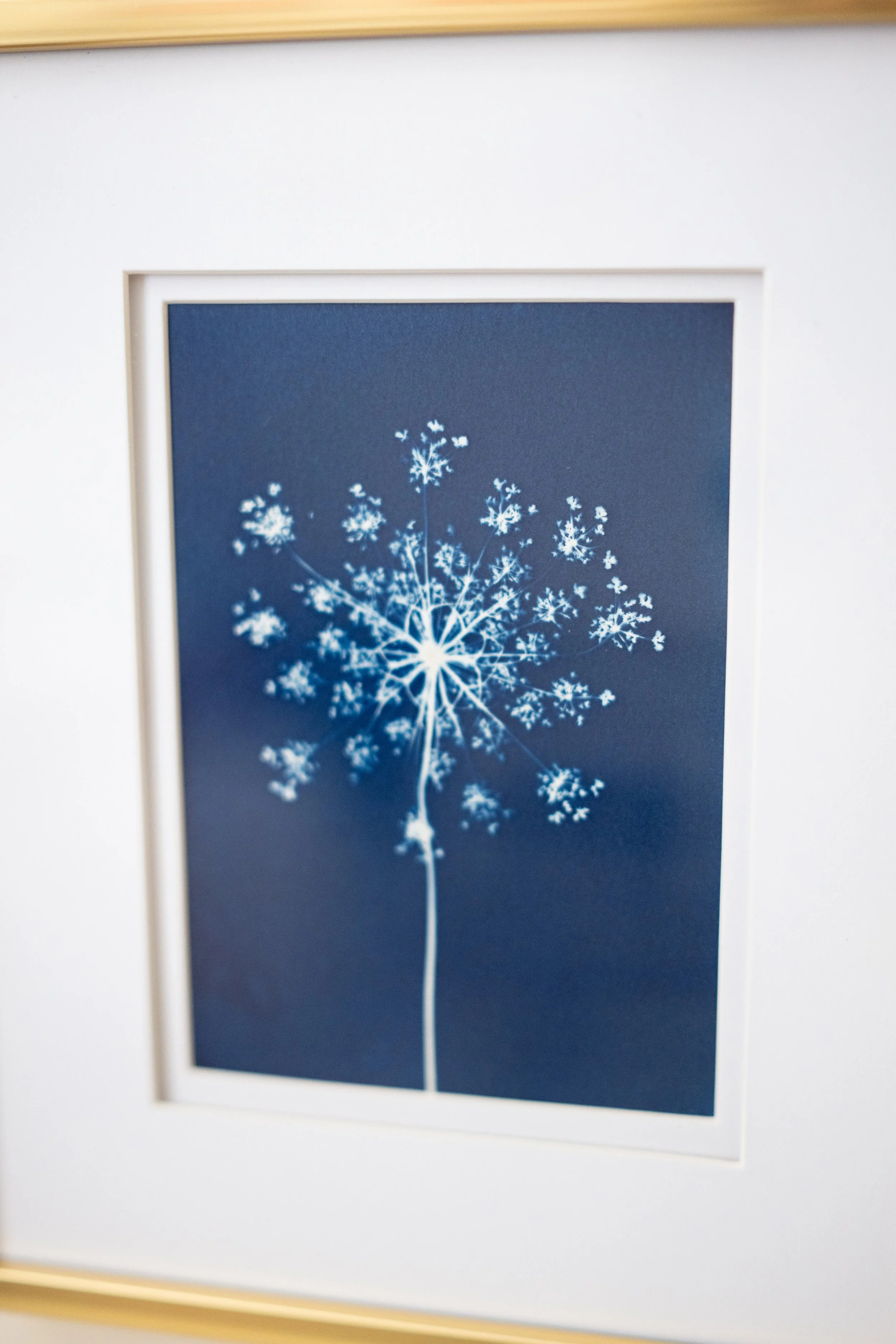 cyanotypes-22.jpg