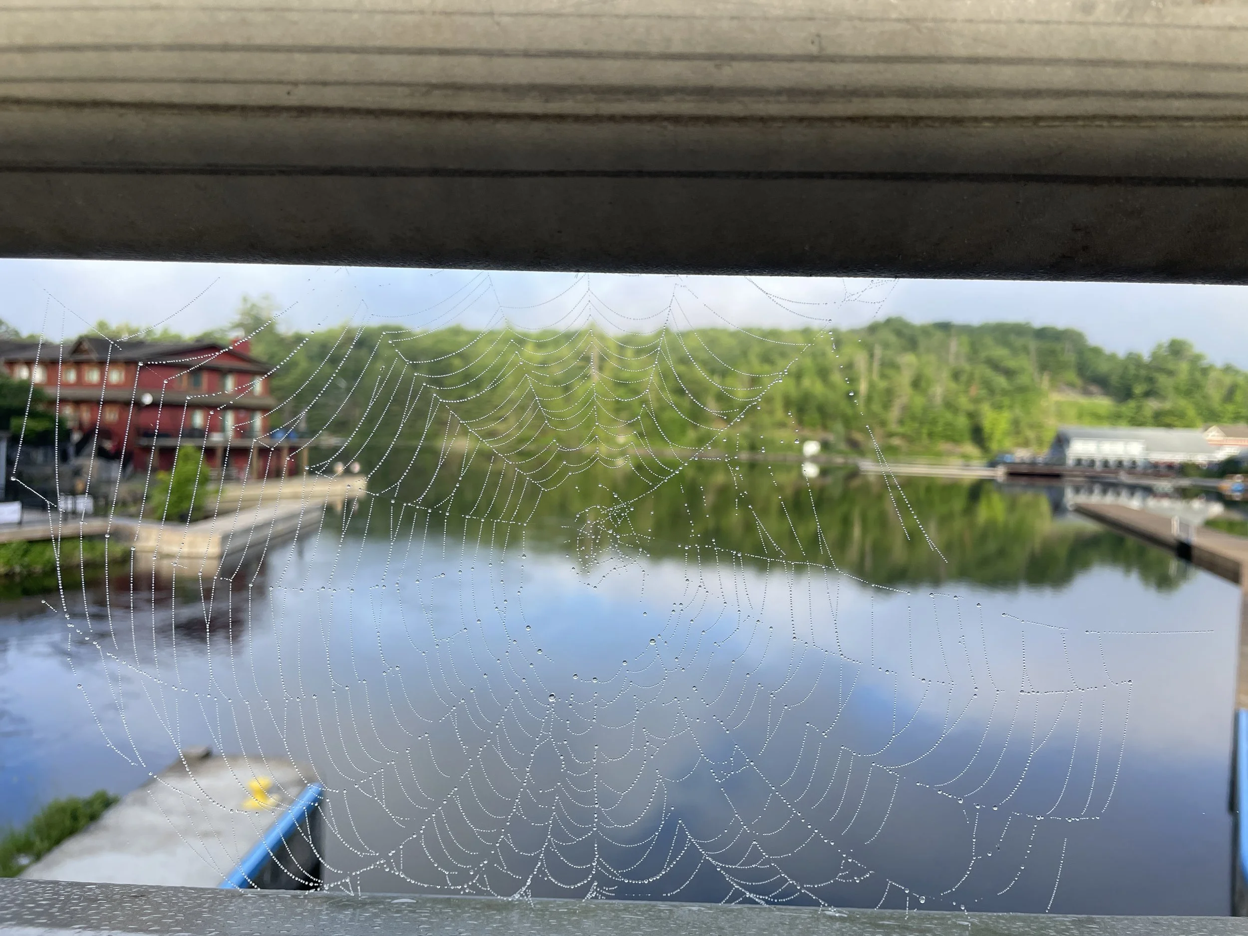 Summer 2026 Newsletter Week 1