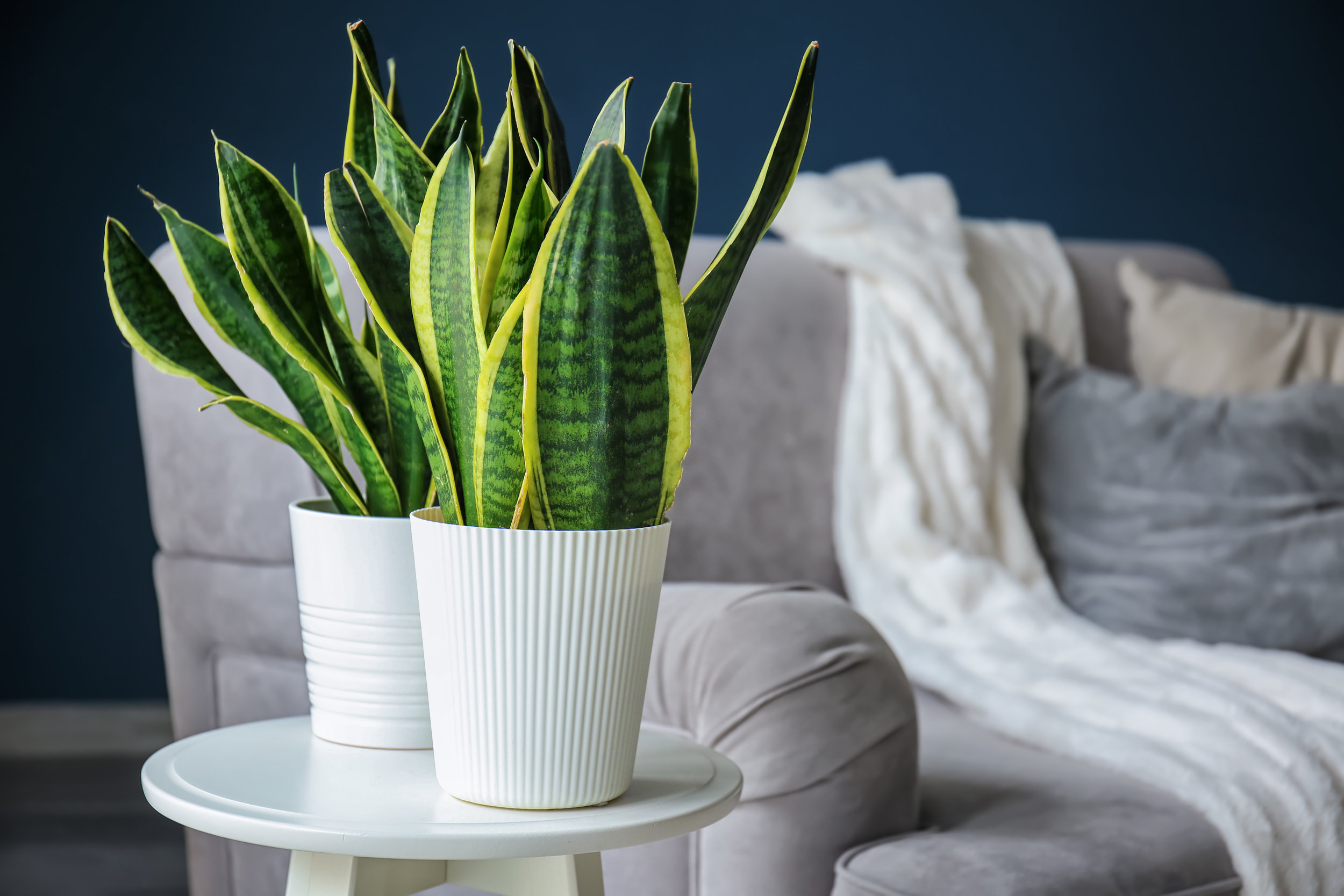 AdobeStock_240838364.jpeg