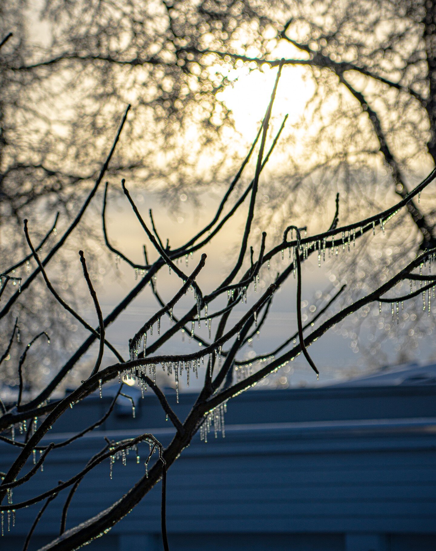 Such a beautiful icy morning here in New England. 😍

#photography #newengland