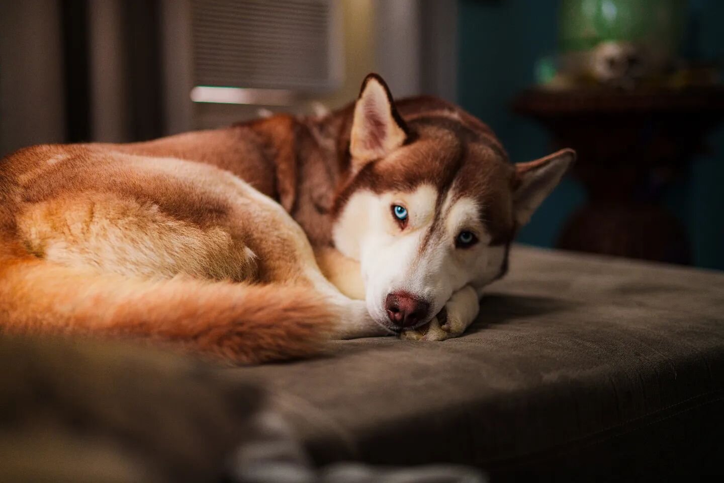 Focused intensity meets relaxed poise in this husky's world.  For pet portraits that bring out the unique spirit of your furry friends, contact us. #HuskyPortrait #PetPhotography #AnimalEyes #photography #instagood