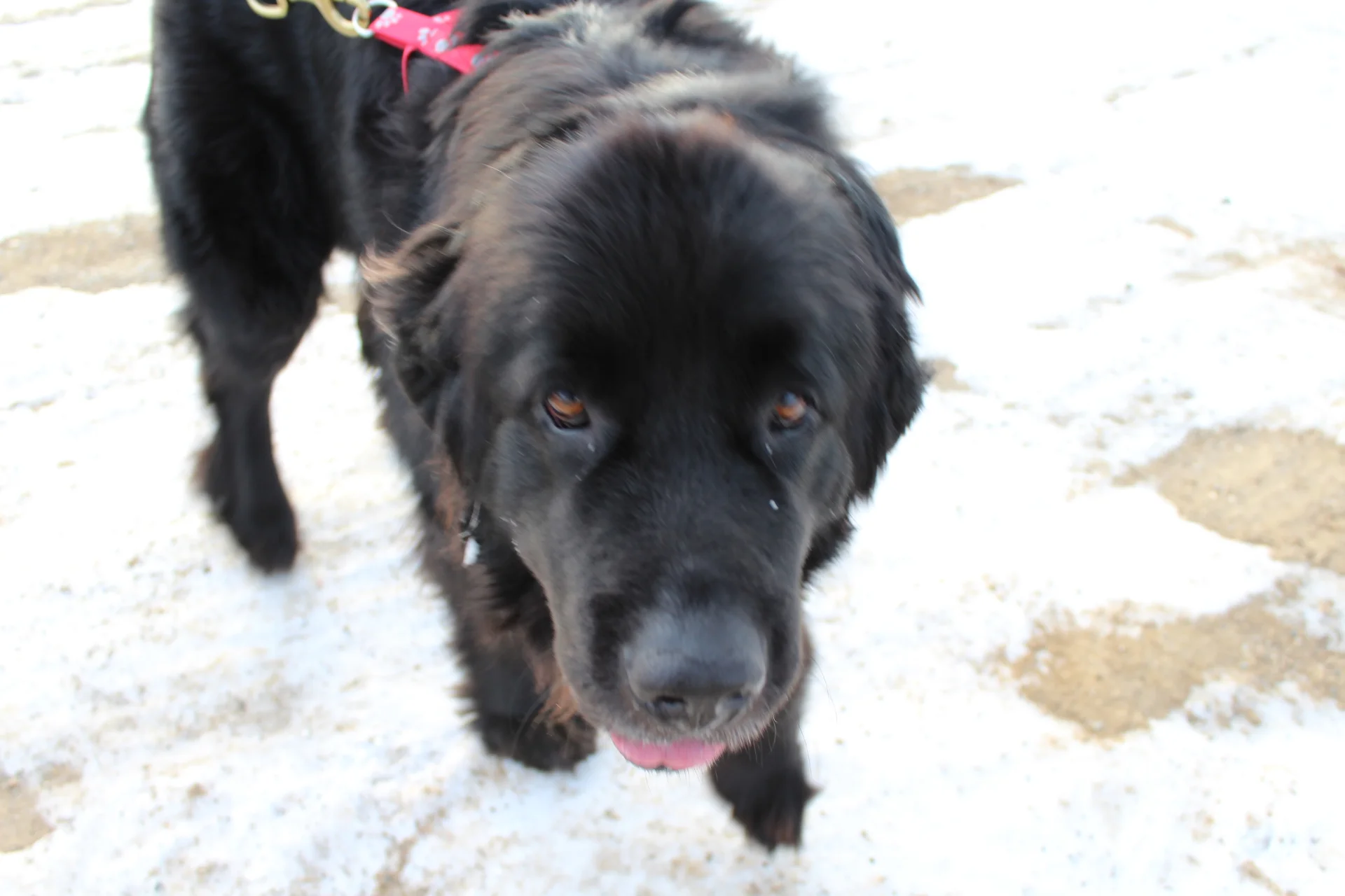 Dog Days in the Maze