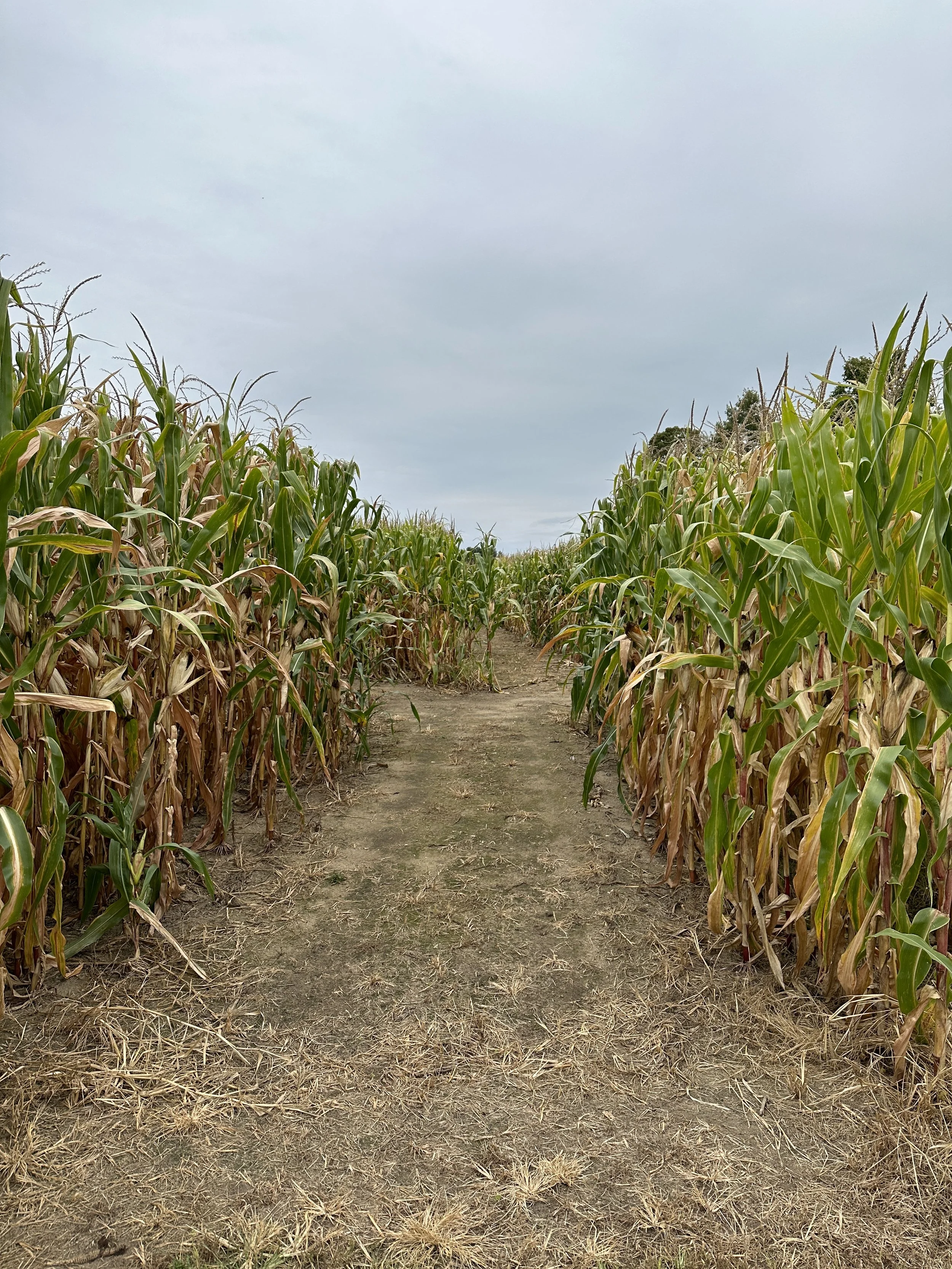Corn Maze Open