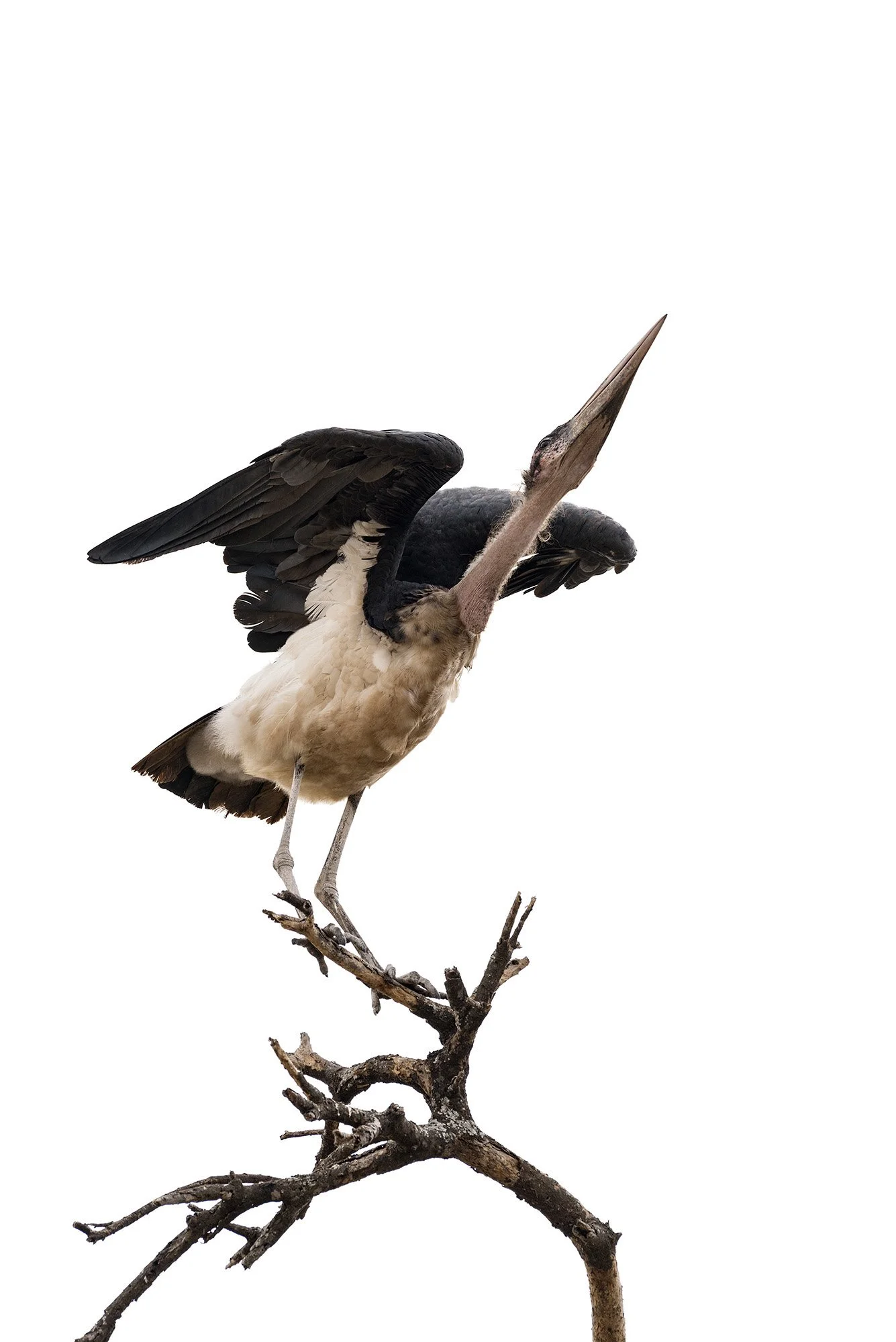 Tarangire National Park | Tanzania