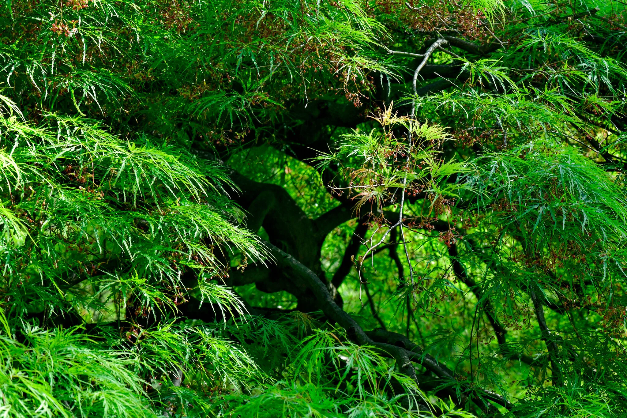 _BEN8134_001Leaves and Branches Compressed.JPG