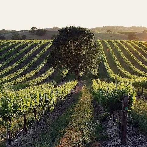 Hidden Oak vineyard2.jpg