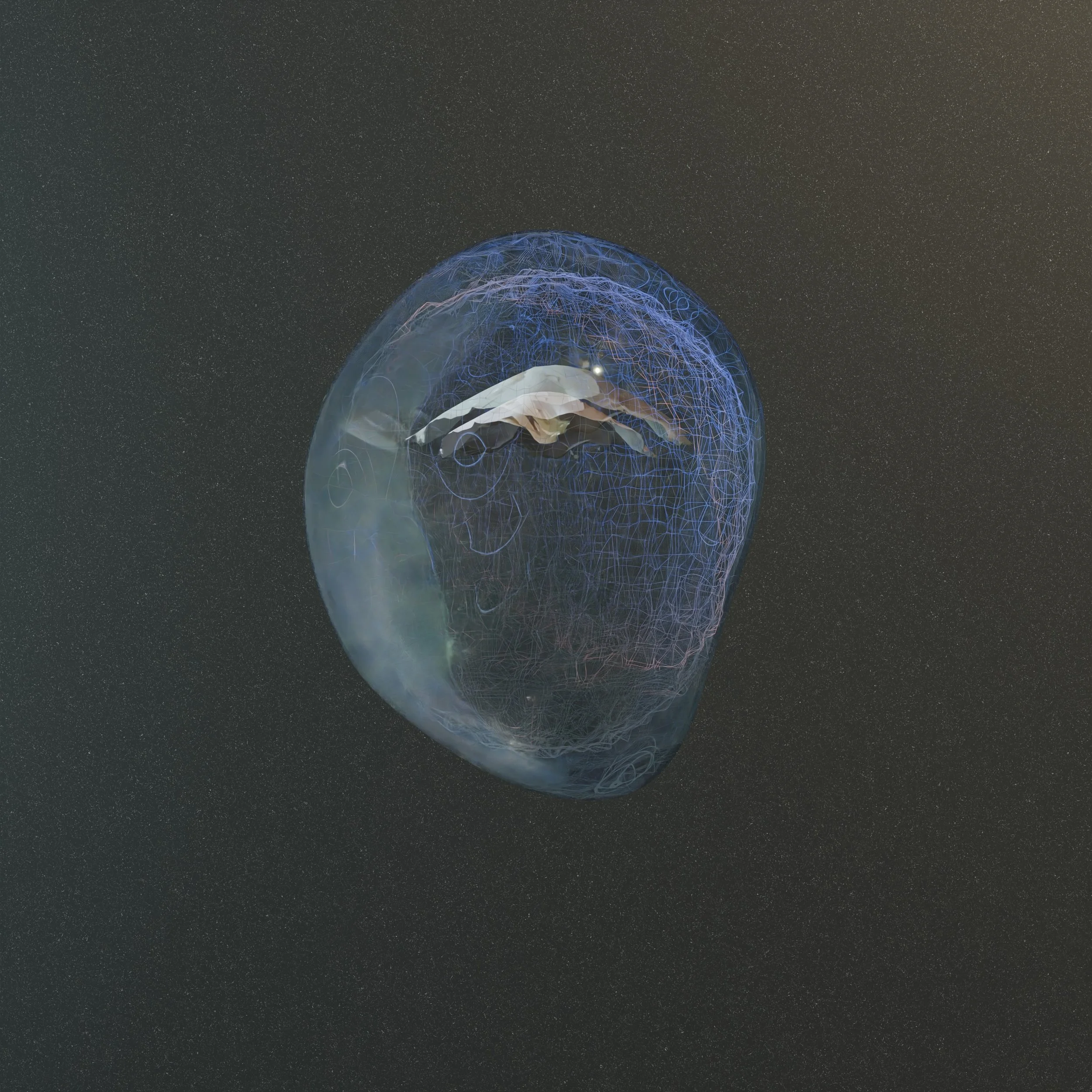 Palmedo Philips - Umbrella Bird