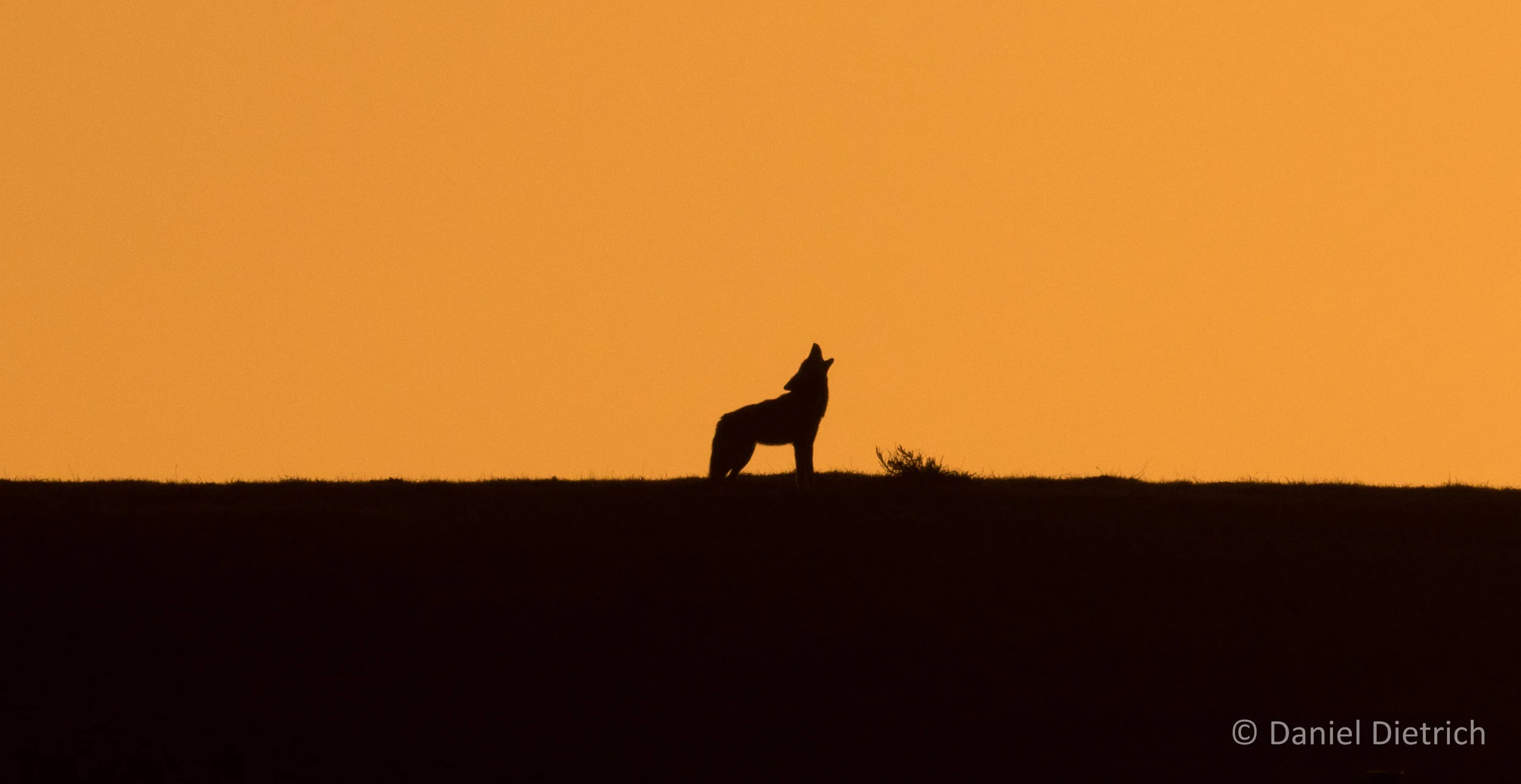 © Daniel Dietrich