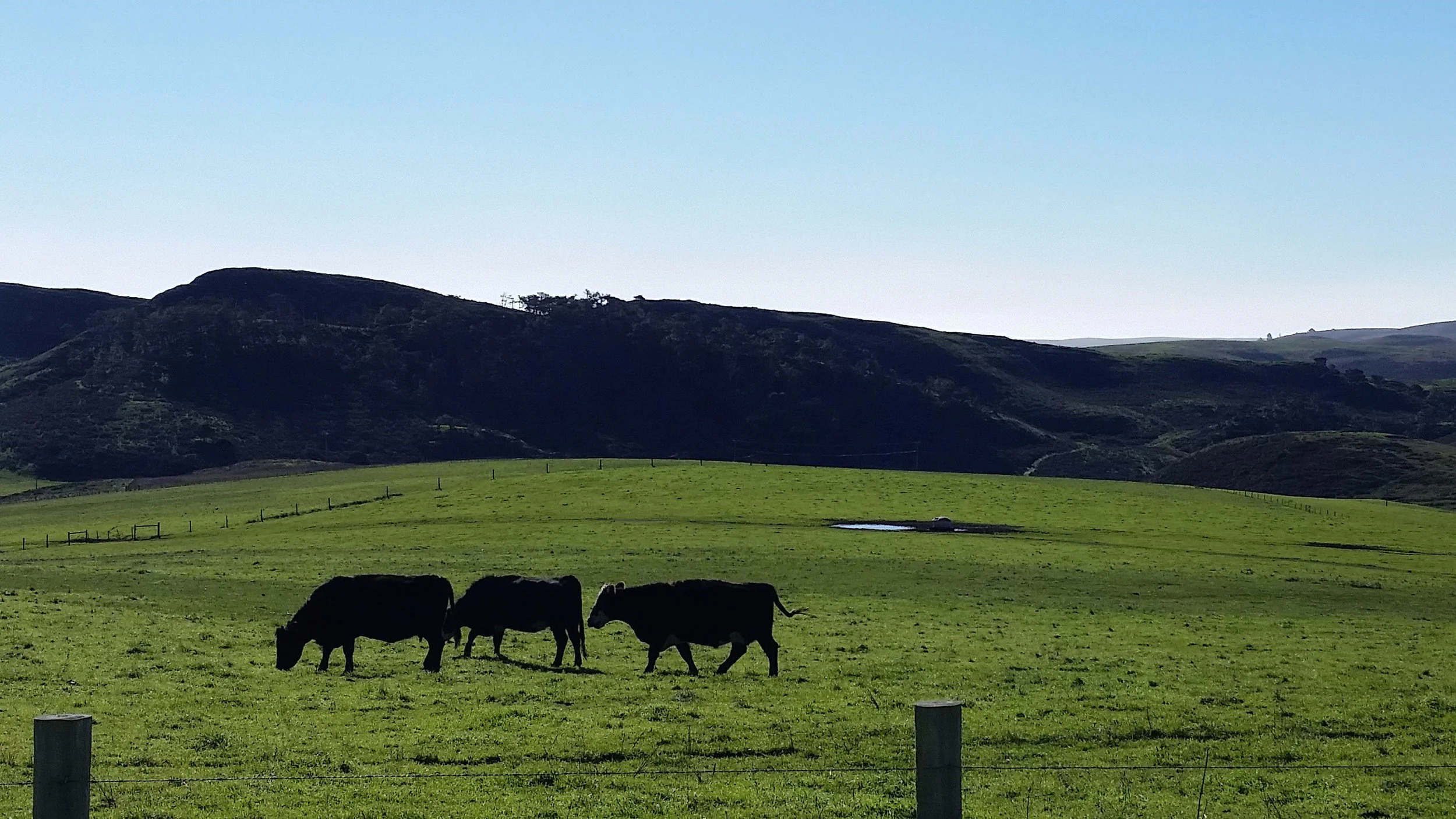 Seashore Cattle - green hills.jpg