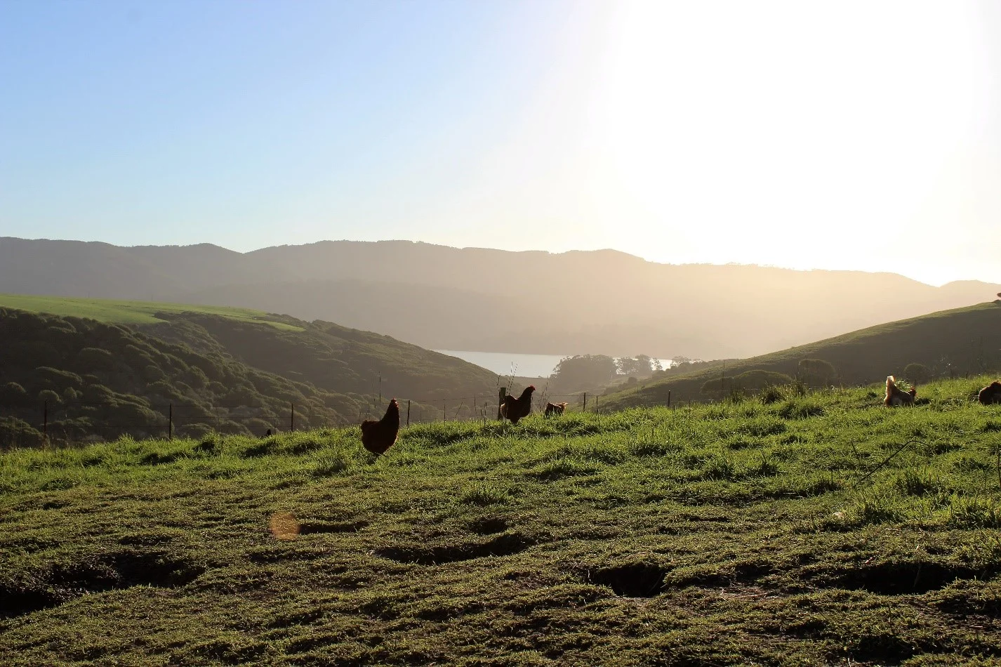 Tomales Bay Pastures , © Jeff Stump