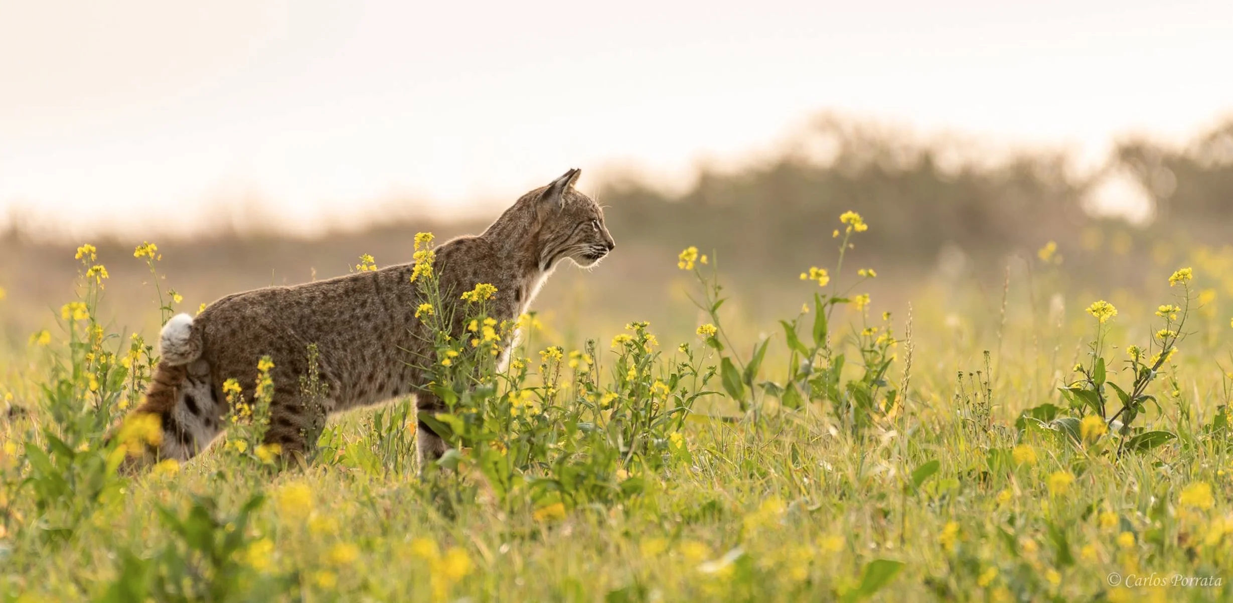 Bobcat - Carlos Porrata.jpeg