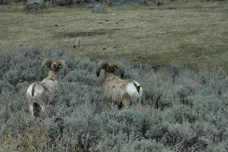 What did the coyote think?