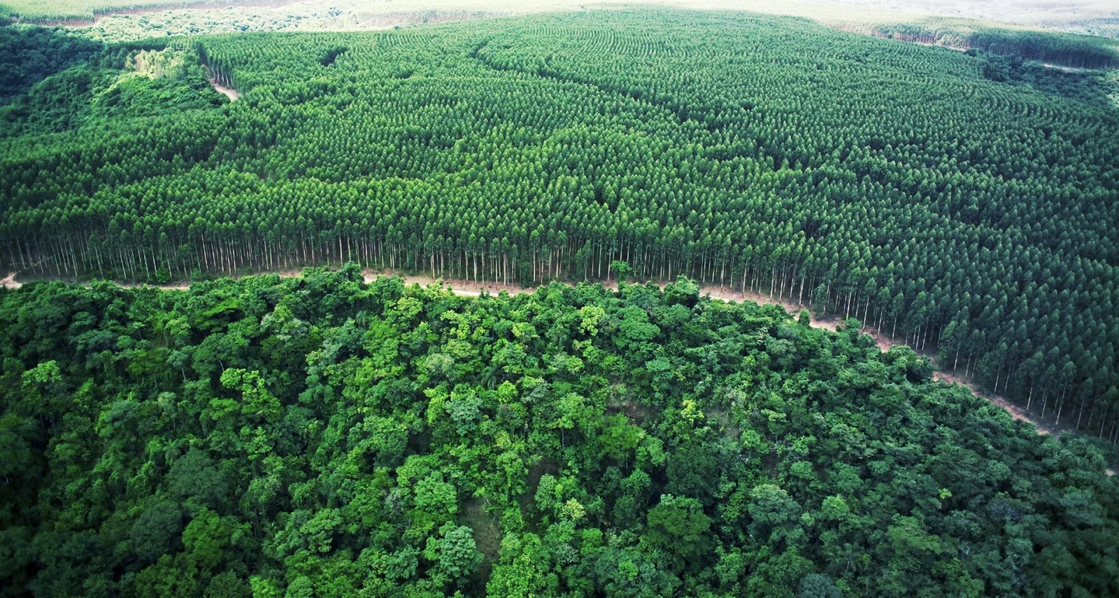 fibria-floresta.jpg