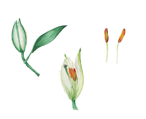 Lily Study