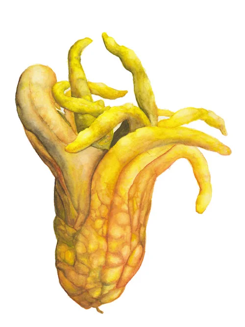 Hand of Buddha