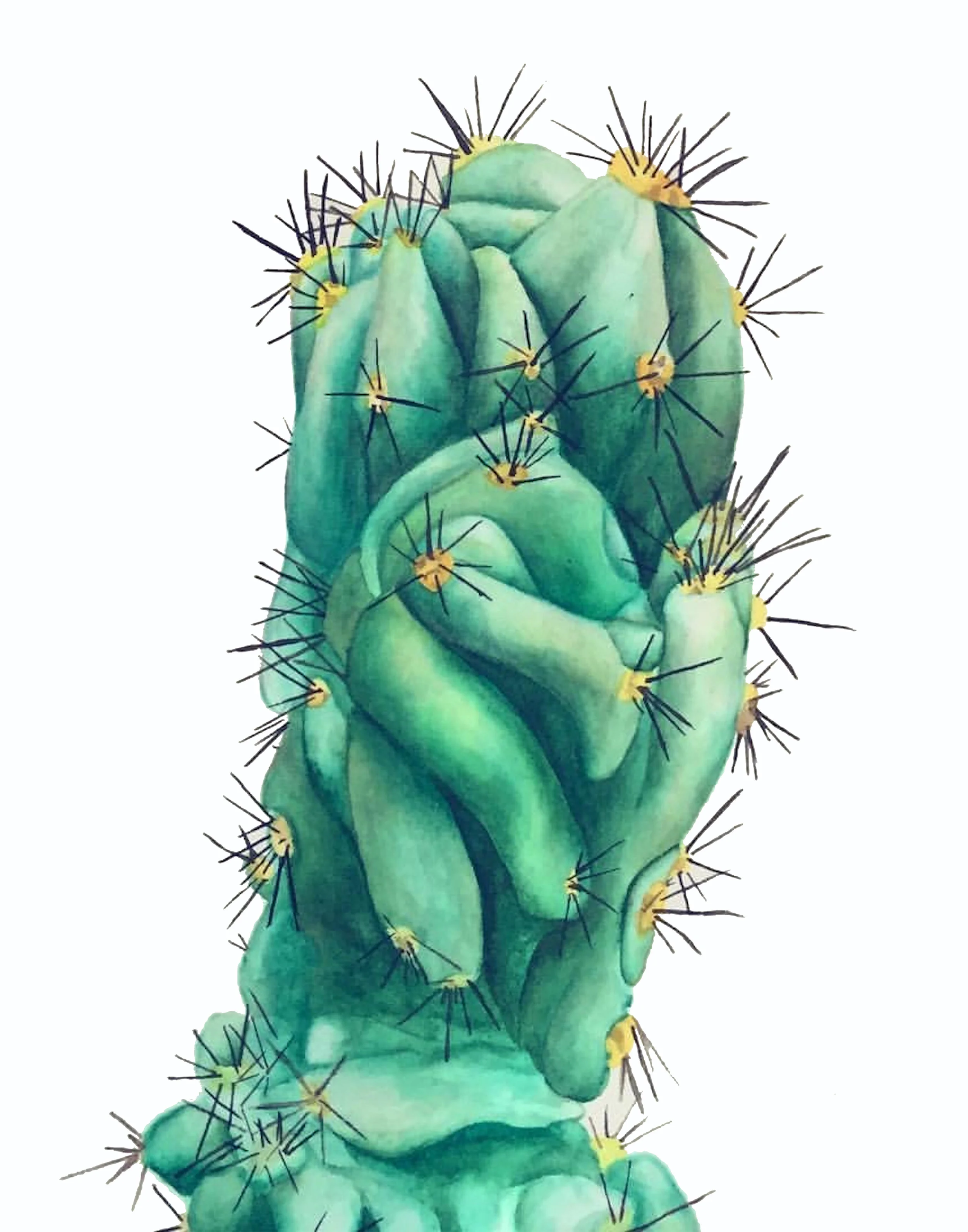 Cactus (Cactaceae)