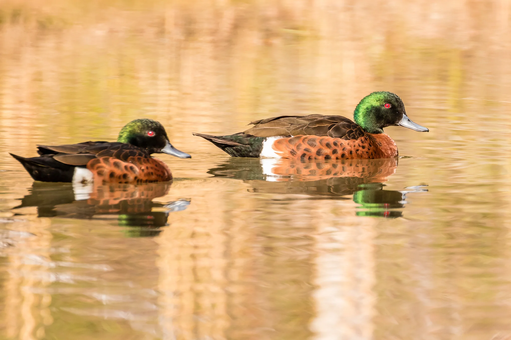 Chestnut Teals (48 cm) are dabbling ducks, up-ending to feed on vegetation and molluscs. They are more common in the southern regions, more usually close to the coast.