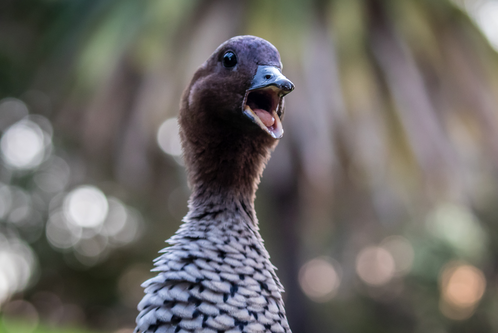 Australian Wood Ducks (60 cm) are goose-like ducks, found widely across Australia. Feed on grasses and insects.