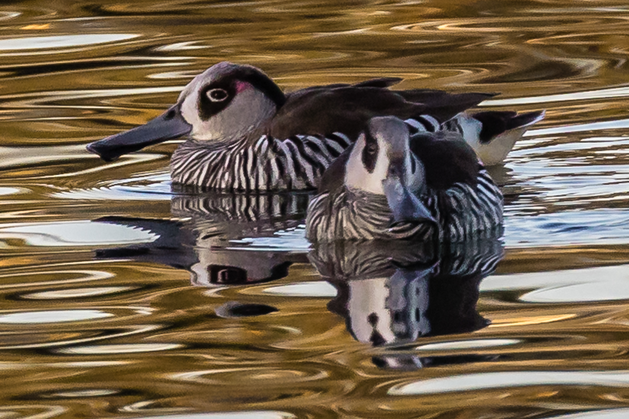 The Pink-eared Duck (45 cm) is found across most of Australia on inland wetlands. Pink-eared Ducks feed on plant and animal matter filtered through their specially adapted bill.