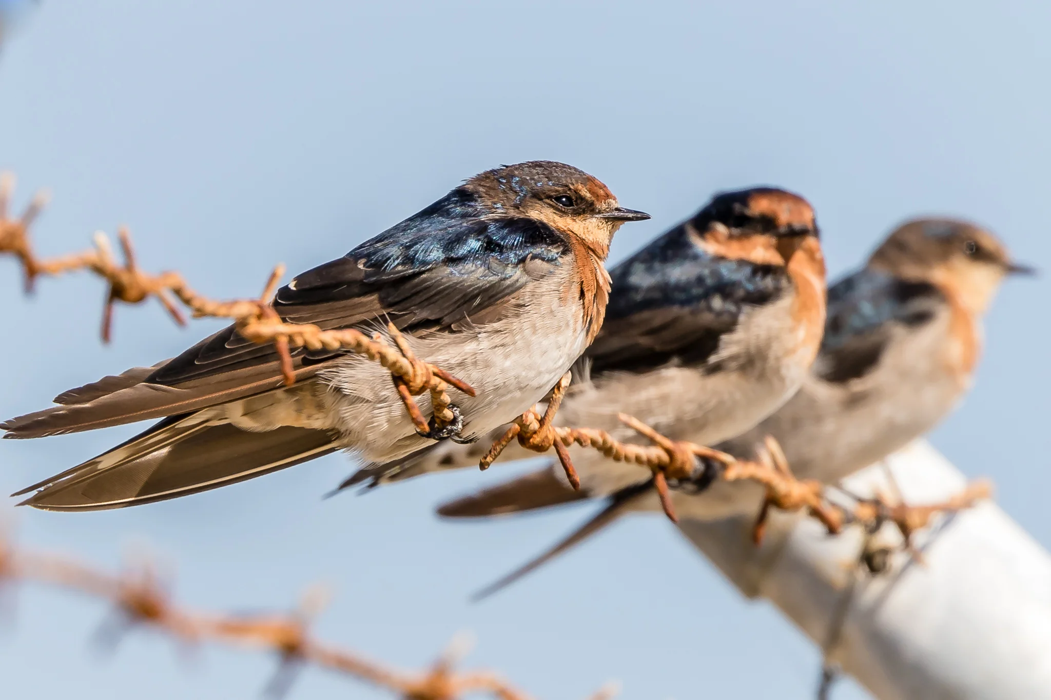 In ninth place, Welcome Swallows swoop for insects over parks, playgrounds and ponds.