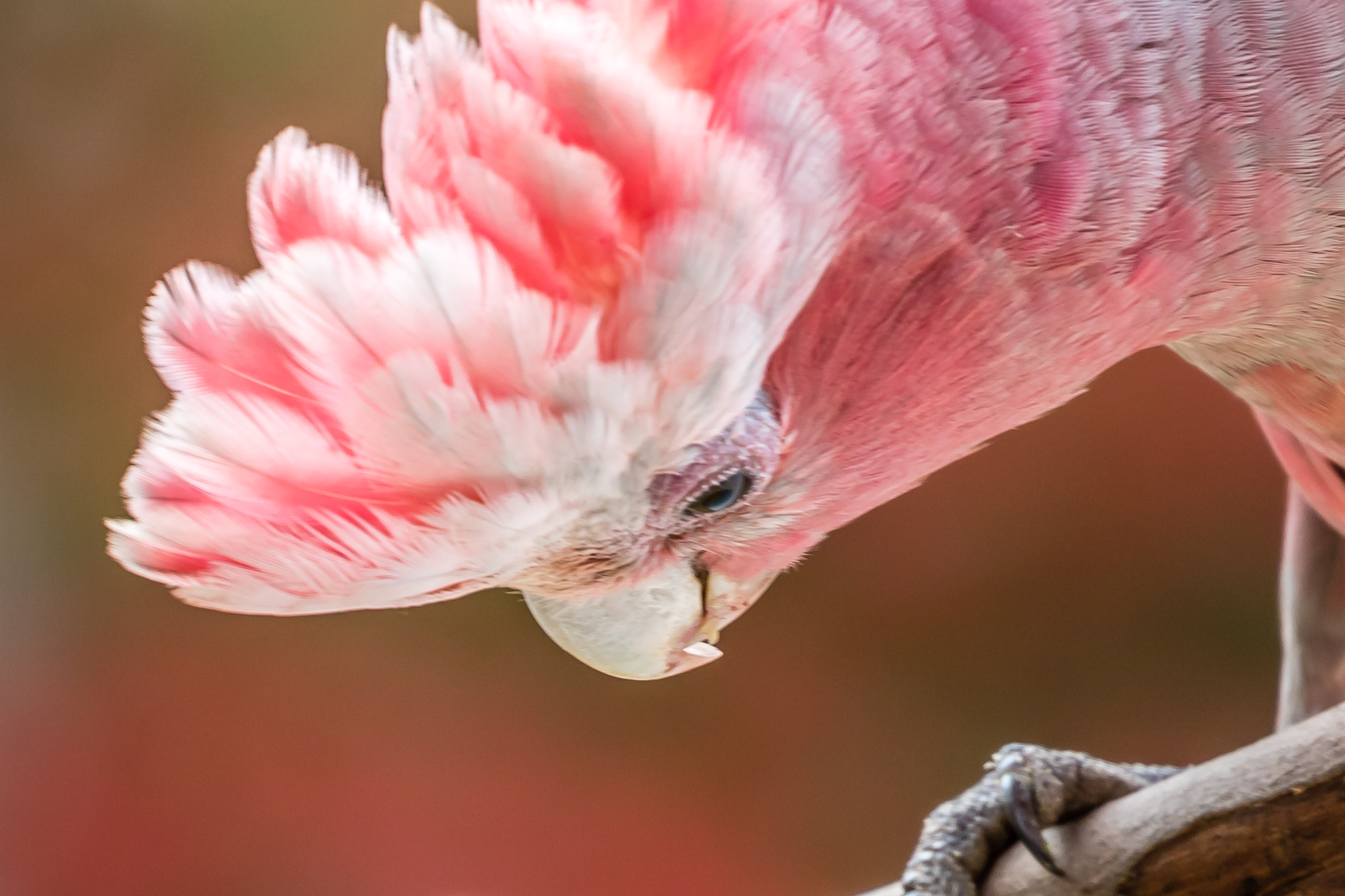 Number six was the Galah, a beautiful parrot seen in most Australian cities. The Galah is a seed eater that also raids farmer’s fields for grain.