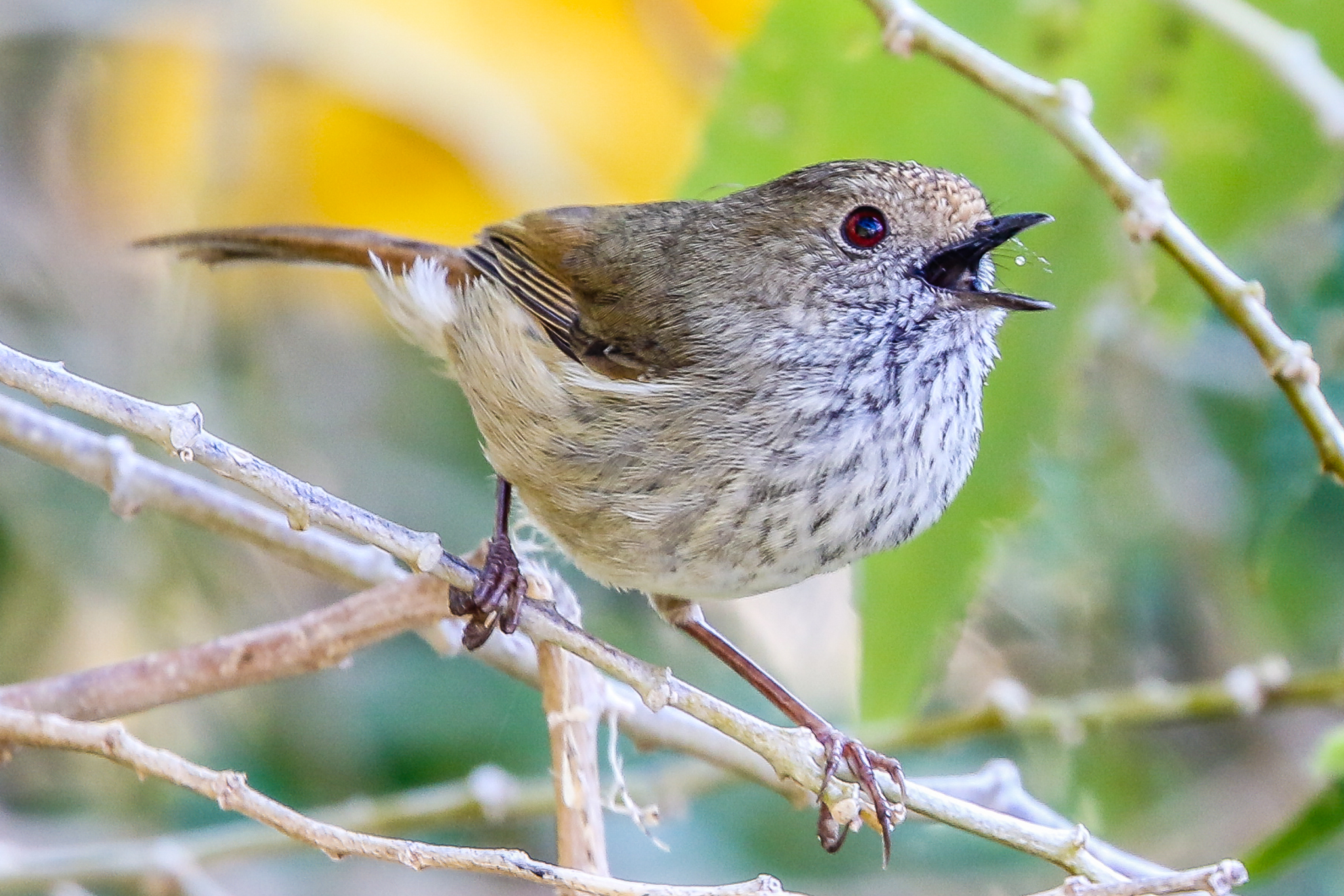 The Brown Thornbill uses dense and shrubby bush to provide food, shelter and safety. Bush clearing reduces numbers and endangers these and other small birds.