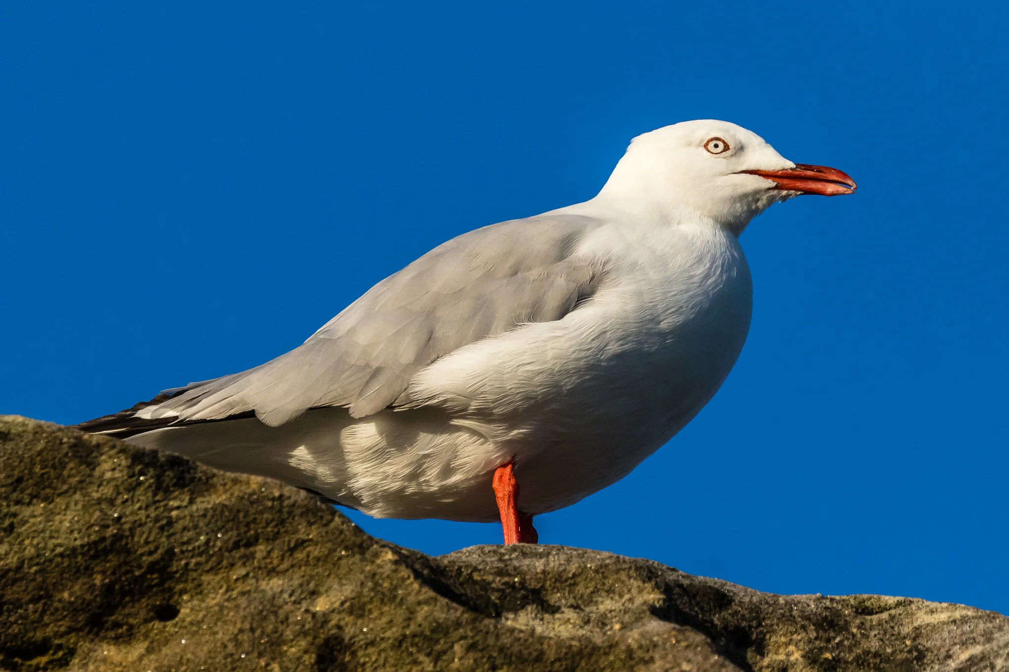 Silver Gulls, the most common Australian gull, is a familiar scavenger of food scraps at the beach and around the city.