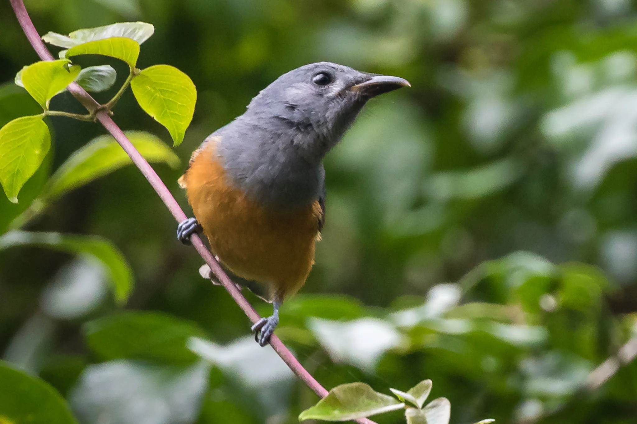 Black-faced Monarch (female)