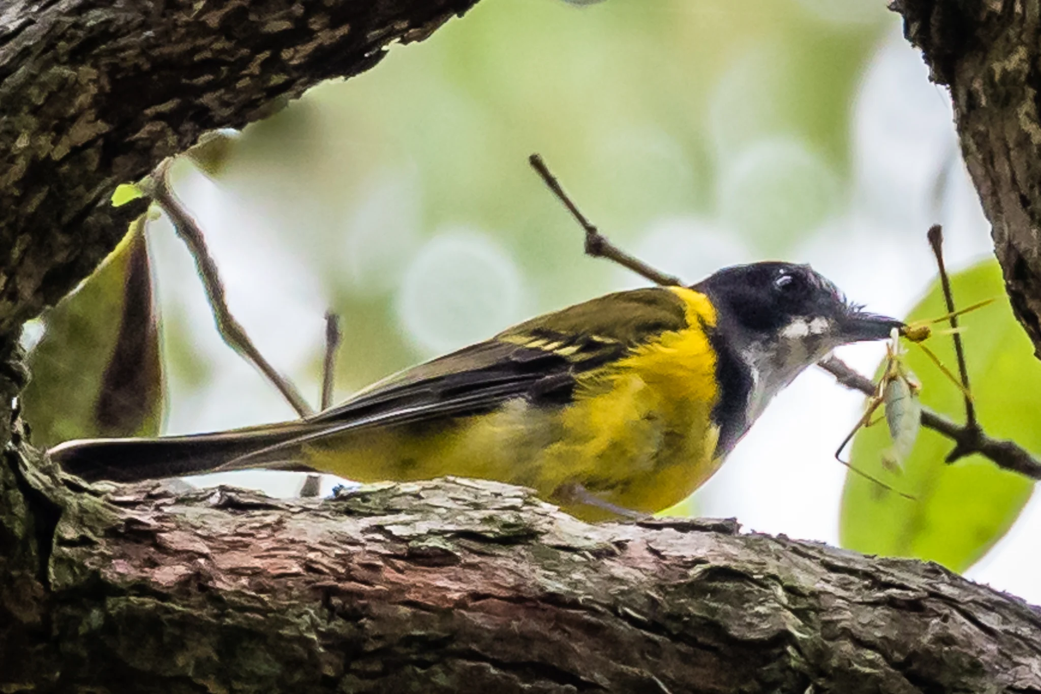 Golden Whistler